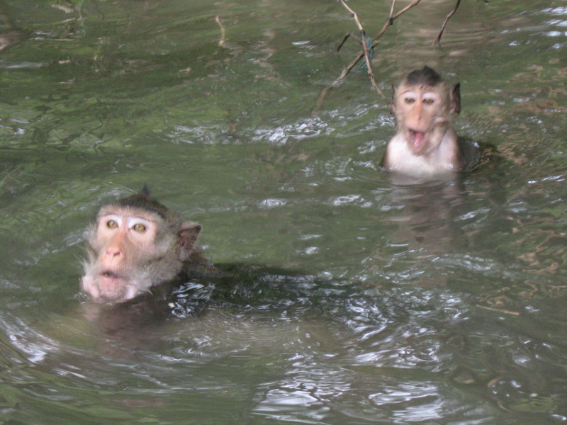 Monkey