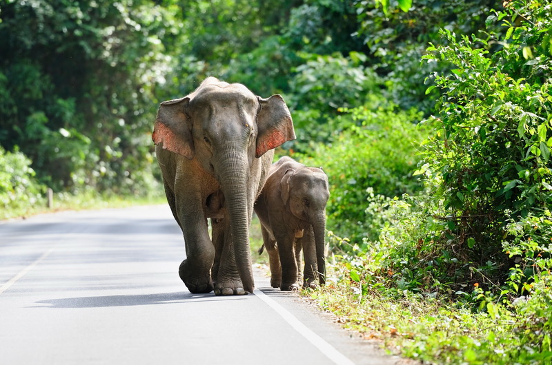 Elephant khao yai